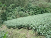  Herbata, herbata zielona